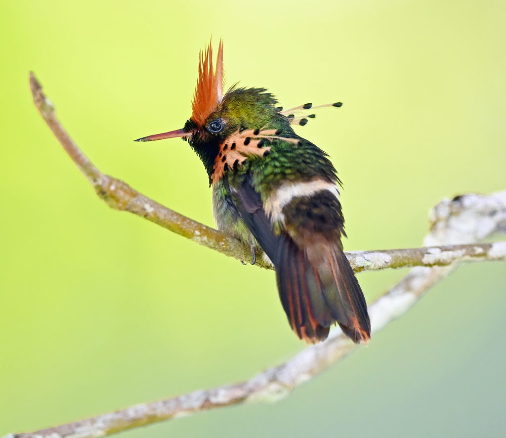 Tufted Coquette at the Asa Wright Nature Centre Global Big Day 2020