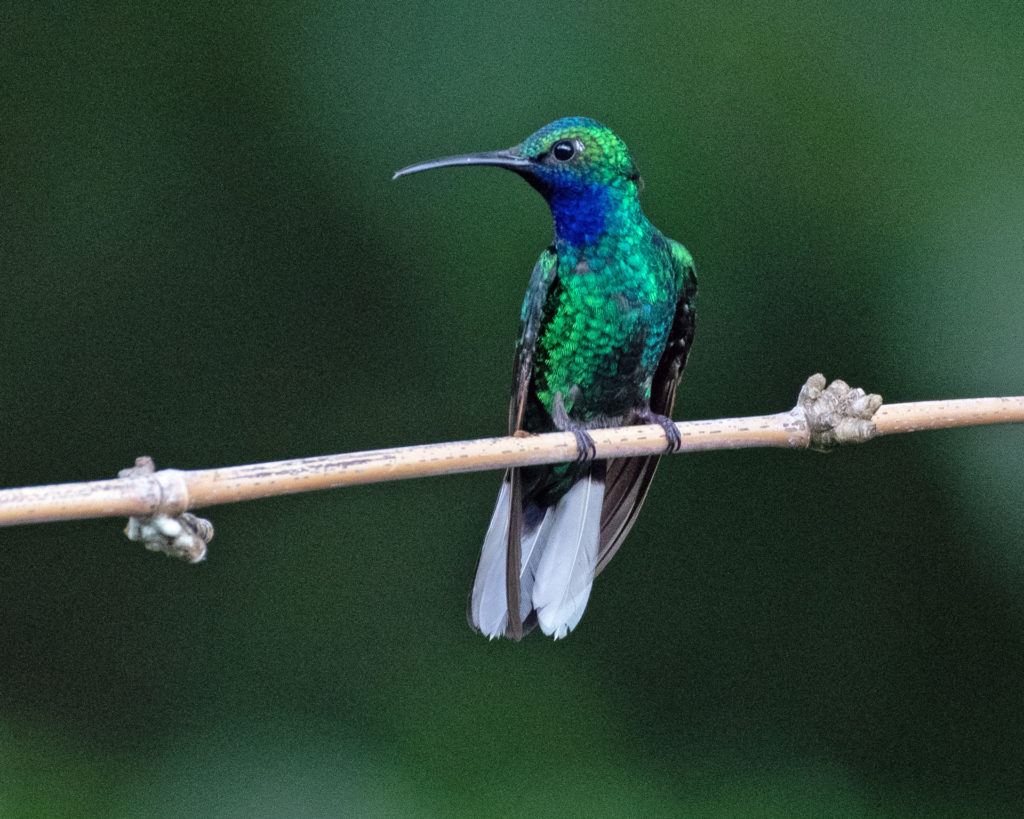 The White-Tailed Sabrewing is a Tobago endemic that lives in the newly designated UNESCO nature reserve.