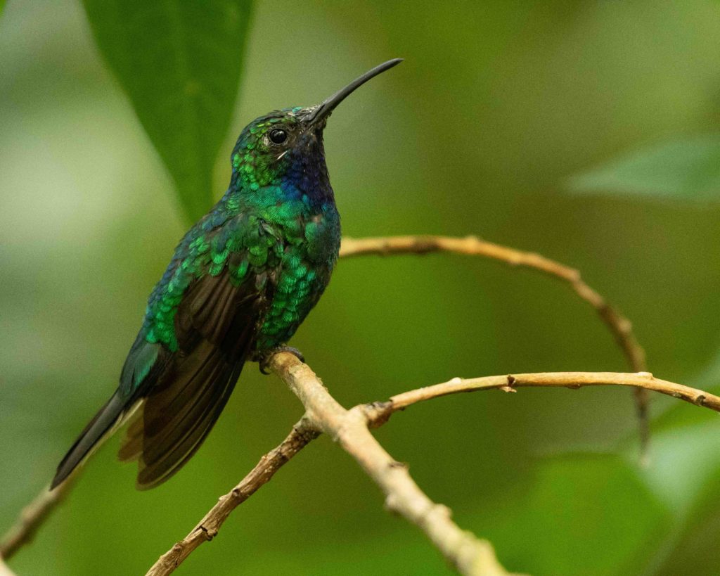 Trinidad and Tobago birding can produce an impressive eBird checklist including Blue-Chinned Sapphire