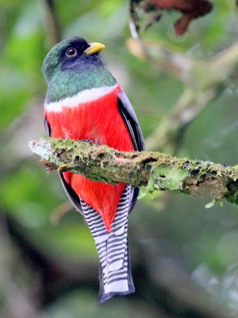 Trinidad and Tobago birding can produce an impressive eBird checklist including Collared Trogon.