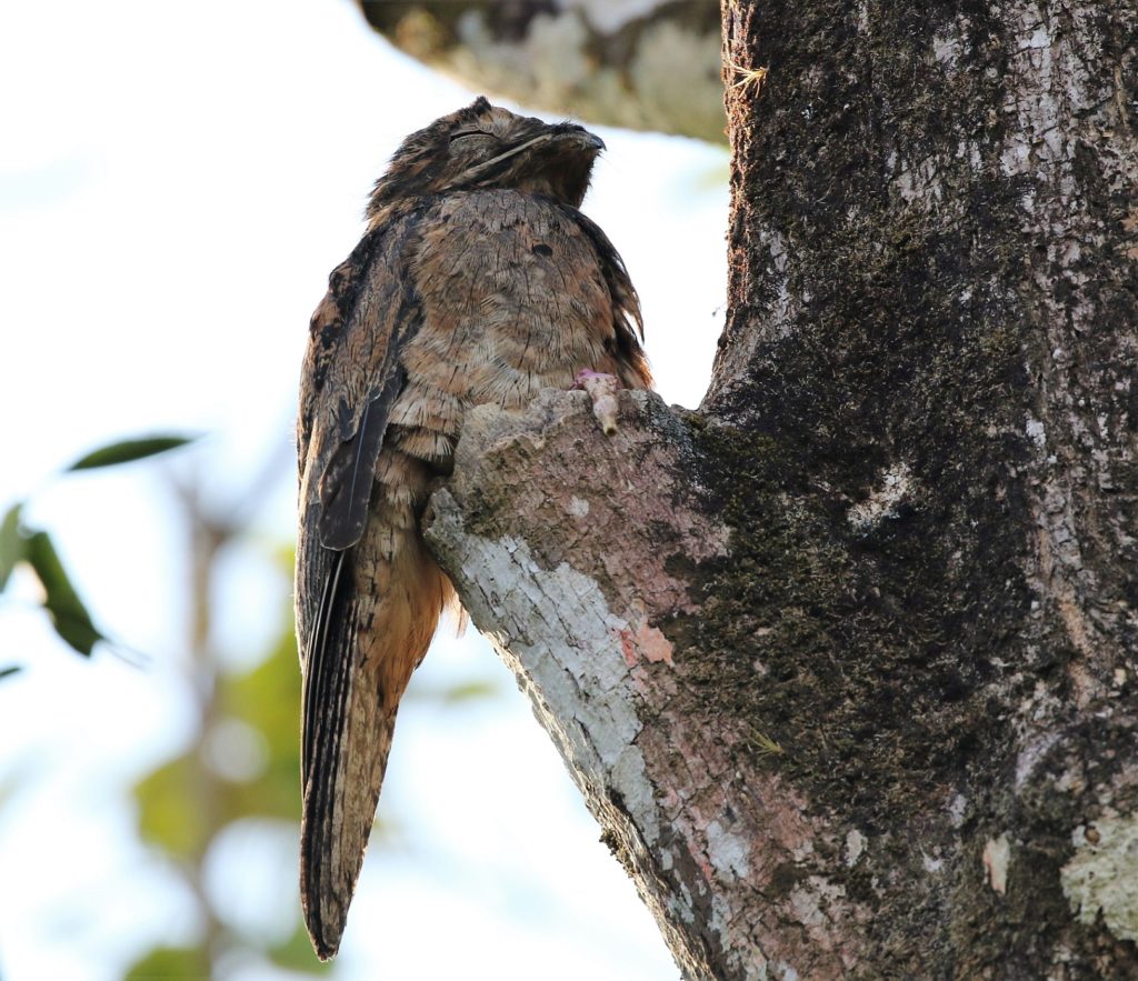 Trinidad and Tobago birding can produce an impressive eBird checklist including Common Potoo