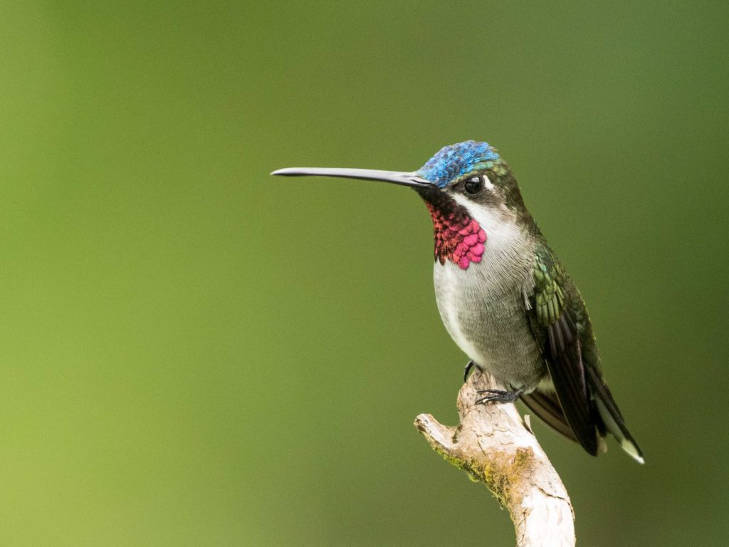 Trinidad and Tobago birding can produce an impressive eBird checklist including Long-billed Starthroat