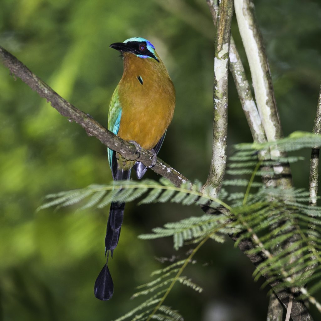 Trinidad and Tobago birding can produce an impressive eBird checklist includingTrinidad Motmot.