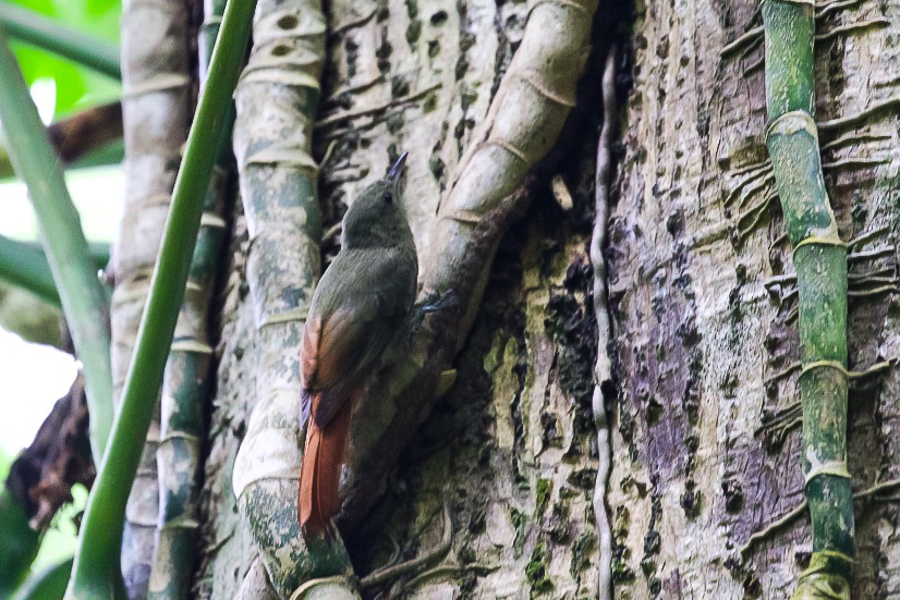 Trinidad and Tobago birding can produce an impressive eBird checklist including Olivaceous Woodcreeper. Photo Credit