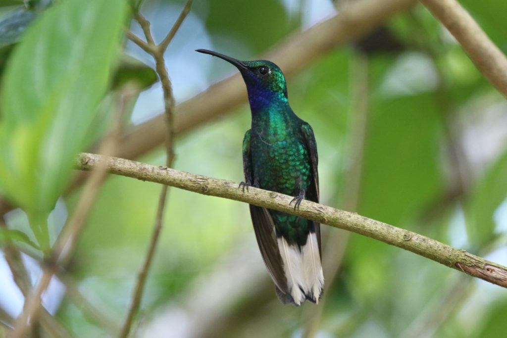 Trinidad and Tobago birding can produce an impressive eBird checklist including White-tailed Sabrewing